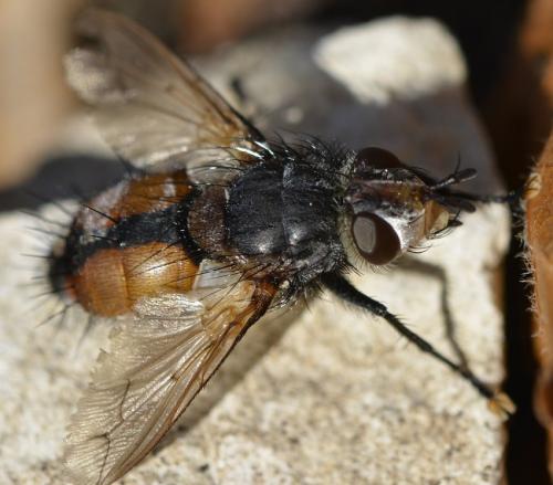 Réf. 217 962 : Tachina magnicornis